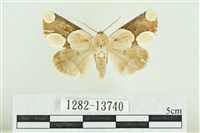 藏品(臺灣斑蕊夜蛾)的圖片