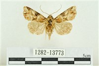 藏品(紅暈散紋夜蛾)的圖片