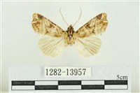 藏品(紅暈散紋夜蛾)的圖片