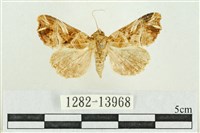 藏品(紅暈散紋夜蛾)的圖片