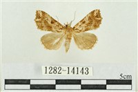 藏品(弧角散紋夜蛾)的圖片