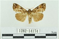 藏品(粉紅帶散紋夜蛾)的圖片