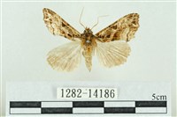 藏品(粉紅帶散紋夜蛾)的圖片