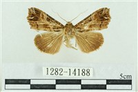 藏品(粉紅帶散紋夜蛾)的圖片