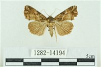 藏品(粉紅帶散紋夜蛾)的圖片