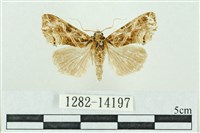 藏品(粉紅帶散紋夜蛾)的圖片
