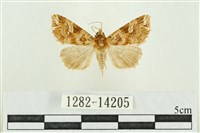 藏品(弧角散紋夜蛾)的圖片