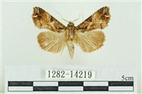 藏品(粉紅帶散紋夜蛾)的圖片