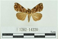 藏品(粉紅帶散紋夜蛾)的圖片