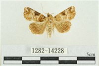 藏品(紅暈散紋夜蛾)的圖片