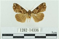 藏品(粉紅帶散紋夜蛾)的圖片