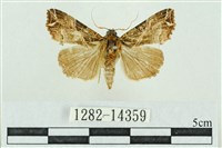 藏品(粉紅帶散紋夜蛾)的圖片