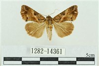 藏品(粉紅帶散紋夜蛾)的圖片