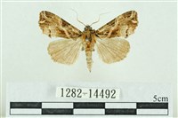 藏品(粉紅帶散紋夜蛾)的圖片