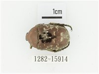 藏品(東方白點花金龜)的圖片