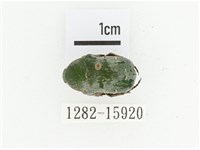 藏品(艷邊花金龜)的圖片