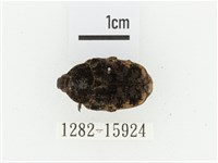 藏品(橙斑花金龜)的圖片