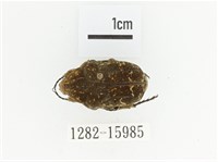 藏品(銅點花金龜)的圖片