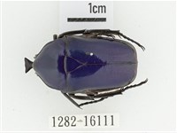 藏品(臺灣扇角金龜)的圖片