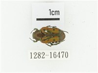 藏品(黑斑陷紋金龜)的圖片