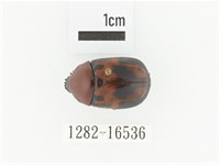 藏品(斑翅四齒金龜)的圖片