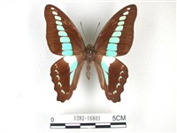 藏品(青帶鳳蝶)的圖片