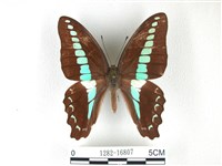 藏品(青帶鳳蝶)的圖片