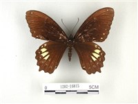 藏品(無尾白紋鳳蝶)的圖片