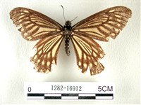 藏品(黃星斑鳳蝶)的圖片