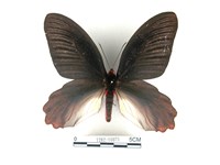 藏品(曙鳳蝶)的圖片