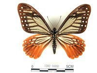 藏品(斑鳳蝶)的圖片