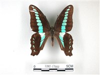 藏品(青帶鳳蝶)的圖片