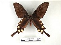 藏品(長尾麝鳳蝶)的圖片