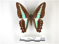 藏品(青帶鳳蝶)的圖片