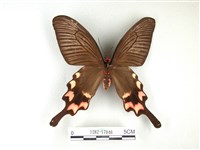 藏品(長尾麝鳳蝶)的圖片