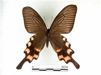藏品(長尾麝鳳蝶)的圖片