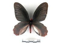 藏品(曙鳳蝶)的圖片