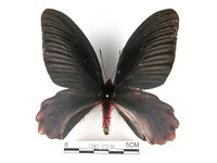 藏品(曙鳳蝶)的圖片