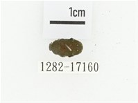 藏品(細微黑花金龜)的圖片