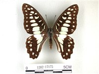 藏品(木蘭青鳳蝶)的圖片