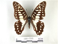 藏品(木蘭青鳳蝶)的圖片