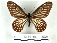 藏品(黃星斑鳳蝶)的圖片