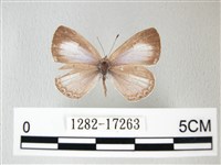 藏品(細邊琉灰蝶)的圖片