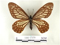 藏品(黃星斑鳳蝶)的圖片