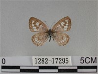 藏品(細灰蝶)的圖片