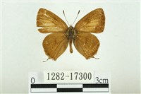 藏品(南方洒灰蝶)的圖片