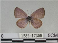 藏品(細灰蝶)的圖片