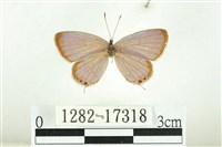 藏品(南方燕藍灰蝶)的圖片