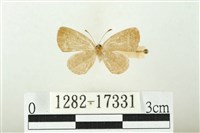 藏品(森灰蝶)的圖片