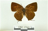 藏品(清金翠灰蝶)的圖片